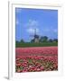 Field of Tulips in Front of a Windmill Near Amsterdam, Holland, Europe-null-Framed Photographic Print