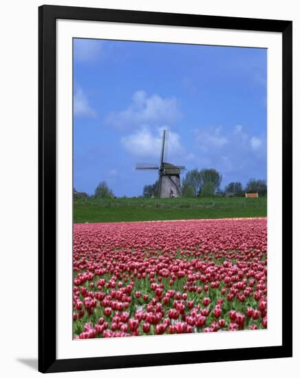 Field of Tulips in Front of a Windmill Near Amsterdam, Holland, Europe-null-Framed Photographic Print