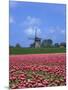 Field of Tulips in Front of a Windmill Near Amsterdam, Holland, Europe-null-Mounted Photographic Print