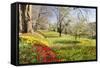 Field of Tulips, Mainau Island in Spring, Lake Constance, Baden-Wurttemberg, Germany, Europe-Markus Lange-Framed Stretched Canvas