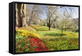Field of Tulips, Mainau Island in Spring, Lake Constance, Baden-Wurttemberg, Germany, Europe-Markus Lange-Framed Stretched Canvas