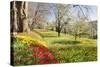 Field of Tulips, Mainau Island in Spring, Lake Constance, Baden-Wurttemberg, Germany, Europe-Markus Lange-Stretched Canvas