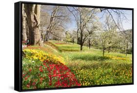 Field of Tulips, Mainau Island in Spring, Lake Constance, Baden-Wurttemberg, Germany, Europe-Markus Lange-Framed Stretched Canvas