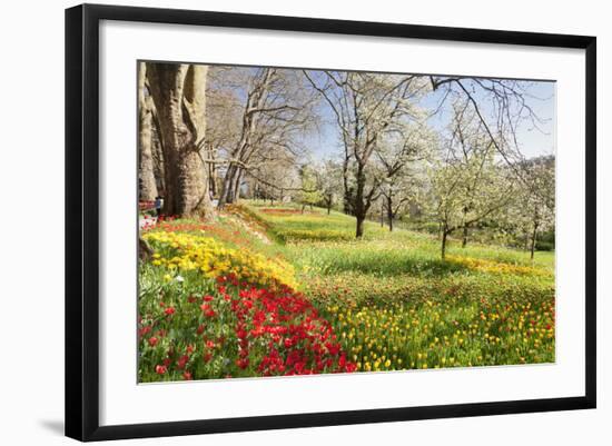 Field of Tulips, Mainau Island in Spring, Lake Constance, Baden-Wurttemberg, Germany, Europe-Markus Lange-Framed Photographic Print