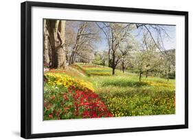 Field of Tulips, Mainau Island in Spring, Lake Constance, Baden-Wurttemberg, Germany, Europe-Markus Lange-Framed Photographic Print