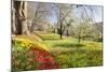 Field of Tulips, Mainau Island in Spring, Lake Constance, Baden-Wurttemberg, Germany, Europe-Markus Lange-Mounted Photographic Print