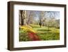 Field of Tulips, Mainau Island in Spring, Lake Constance, Baden-Wurttemberg, Germany, Europe-Markus Lange-Framed Photographic Print