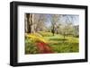 Field of Tulips, Mainau Island in Spring, Lake Constance, Baden-Wurttemberg, Germany, Europe-Markus Lange-Framed Photographic Print