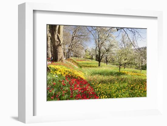 Field of Tulips, Mainau Island in Spring, Lake Constance, Baden-Wurttemberg, Germany, Europe-Markus Lange-Framed Photographic Print