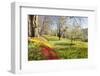 Field of Tulips, Mainau Island in Spring, Lake Constance, Baden-Wurttemberg, Germany, Europe-Markus Lange-Framed Photographic Print