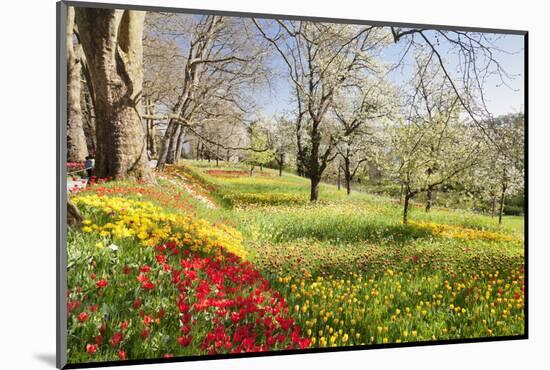 Field of Tulips, Mainau Island in Spring, Lake Constance, Baden-Wurttemberg, Germany, Europe-Markus Lange-Mounted Photographic Print