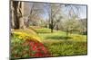 Field of Tulips, Mainau Island in Spring, Lake Constance, Baden-Wurttemberg, Germany, Europe-Markus Lange-Mounted Photographic Print