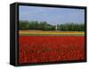 Field of Tulips with a Windmill in the Background, Near Amsterdam, Holland, Europe-null-Framed Stretched Canvas