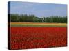 Field of Tulips with a Windmill in the Background, Near Amsterdam, Holland, Europe-null-Stretched Canvas