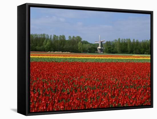 Field of Tulips with a Windmill in the Background, Near Amsterdam, Holland, Europe-null-Framed Stretched Canvas