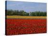 Field of Tulips with a Windmill in the Background, Near Amsterdam, Holland, Europe-null-Stretched Canvas