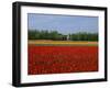 Field of Tulips with a Windmill in the Background, Near Amsterdam, Holland, Europe-null-Framed Photographic Print