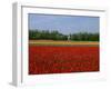 Field of Tulips with a Windmill in the Background, Near Amsterdam, Holland, Europe-null-Framed Photographic Print