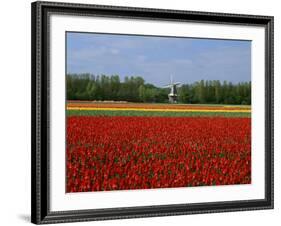 Field of Tulips with a Windmill in the Background, Near Amsterdam, Holland, Europe-null-Framed Photographic Print