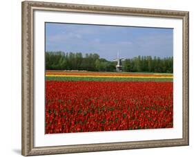 Field of Tulips with a Windmill in the Background, Near Amsterdam, Holland, Europe-null-Framed Photographic Print