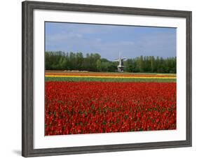 Field of Tulips with a Windmill in the Background, Near Amsterdam, Holland, Europe-null-Framed Photographic Print