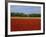 Field of Tulips with a Windmill in the Background, Near Amsterdam, Holland, Europe-null-Framed Photographic Print