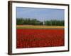 Field of Tulips with a Windmill in the Background, Near Amsterdam, Holland, Europe-null-Framed Photographic Print