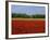 Field of Tulips with a Windmill in the Background, Near Amsterdam, Holland, Europe-null-Framed Photographic Print