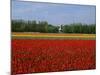 Field of Tulips with a Windmill in the Background, Near Amsterdam, Holland, Europe-null-Mounted Photographic Print