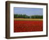Field of Tulips with a Windmill in the Background, Near Amsterdam, Holland, Europe-null-Framed Photographic Print