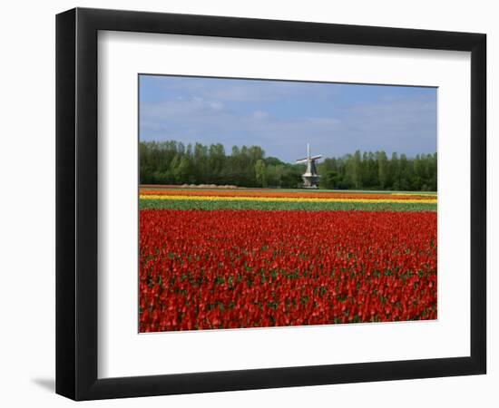 Field of Tulips with a Windmill in the Background, Near Amsterdam, Holland, Europe-null-Framed Photographic Print