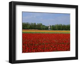 Field of Tulips with a Windmill in the Background, Near Amsterdam, Holland, Europe-null-Framed Photographic Print