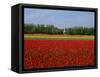 Field of Tulips with a Windmill in the Background, Near Amsterdam, Holland, Europe-null-Framed Stretched Canvas