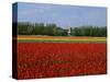 Field of Tulips with a Windmill in the Background, Near Amsterdam, Holland, Europe-null-Stretched Canvas