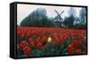 Field of Tulips with Windmill-null-Framed Stretched Canvas