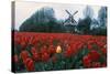 Field of Tulips with Windmill-null-Stretched Canvas