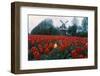 Field of Tulips with Windmill-null-Framed Photographic Print