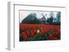 Field of Tulips with Windmill-null-Framed Photographic Print