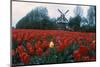 Field of Tulips with Windmill-null-Mounted Photographic Print