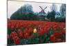 Field of Tulips with Windmill-null-Mounted Photographic Print