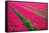 Field of Tulips-teusrenes-Framed Stretched Canvas