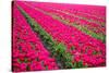 Field of Tulips-teusrenes-Stretched Canvas