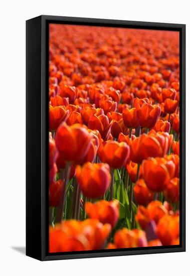 Field of Tulips-esbobeldijk-Framed Stretched Canvas