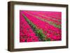 Field of Tulips-teusrenes-Framed Photographic Print