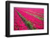 Field of Tulips-teusrenes-Framed Photographic Print