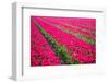 Field of Tulips-teusrenes-Framed Photographic Print