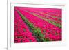 Field of Tulips-teusrenes-Framed Photographic Print