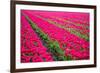 Field of Tulips-teusrenes-Framed Photographic Print