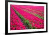 Field of Tulips-teusrenes-Framed Photographic Print