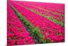 Field of Tulips-teusrenes-Mounted Photographic Print